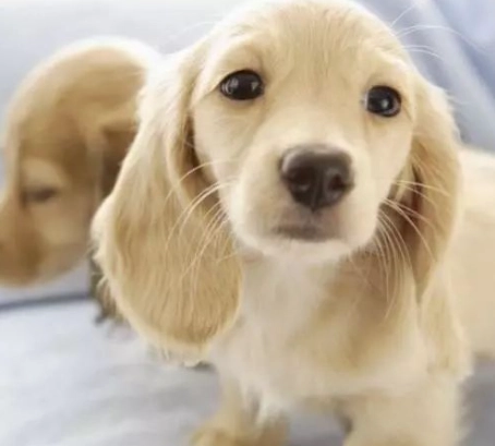 大耳狗健康 大耳狗健康