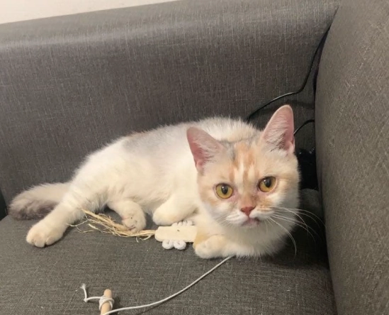 曼赤肯貓領養流程