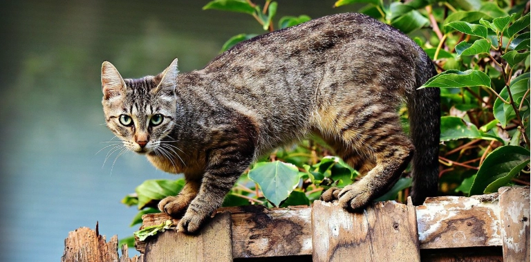 流浪貓領養流程