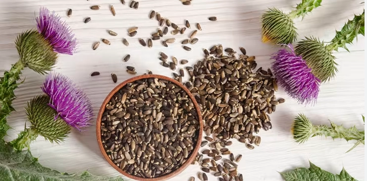 水飛薊功效 水飛薊功效