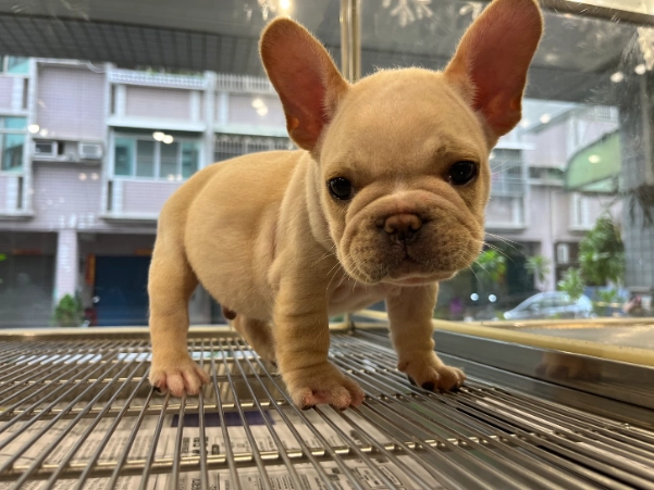 法國鬥牛犬價錢 法國鬥牛犬價錢