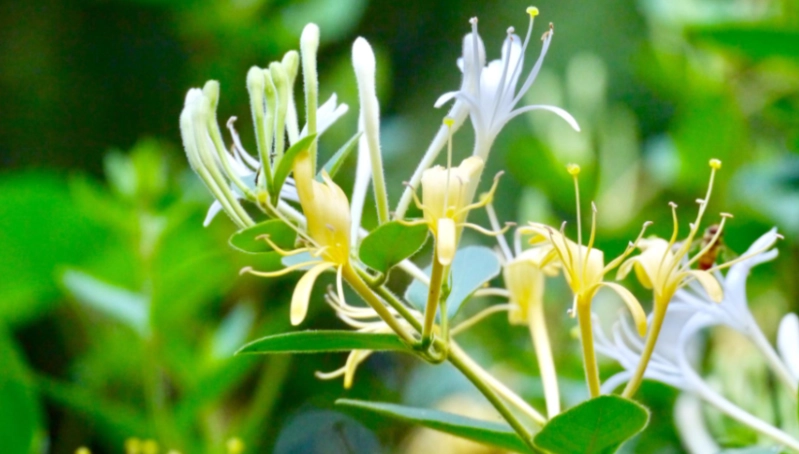 金銀花使用方法 金銀花使用方法