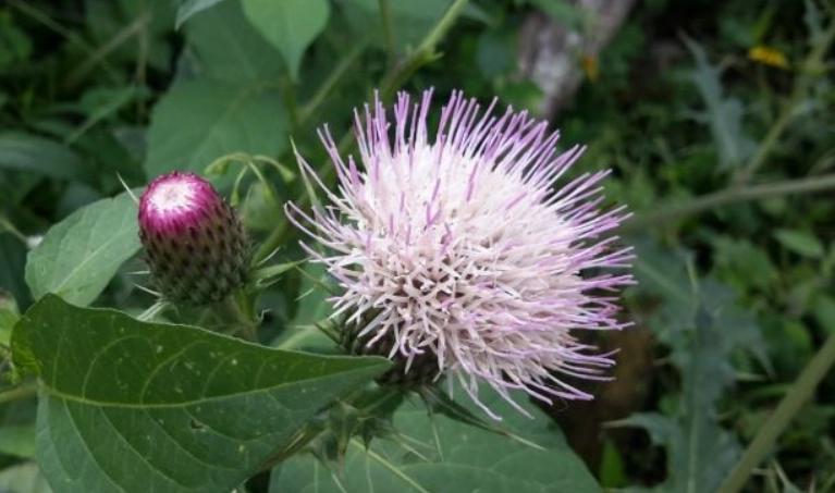 雞角刺中毒症狀