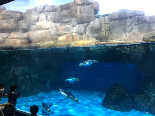 橫濱水族館交通