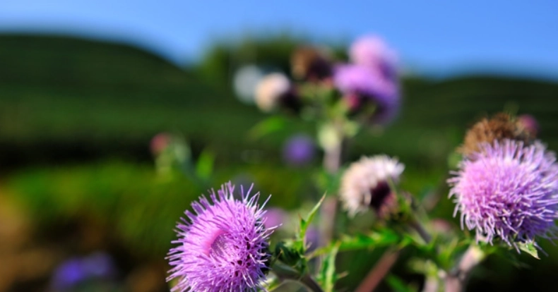 奶薊草護肝 奶薊草護肝