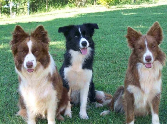 邊境牧羊犬訓練