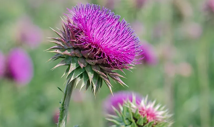 脂肪肝自然療法 脂肪肝自然療法
