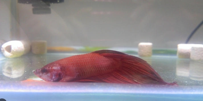 鬥魚睡覺沉底正常嗎 鬥魚睡覺沉底正常嗎