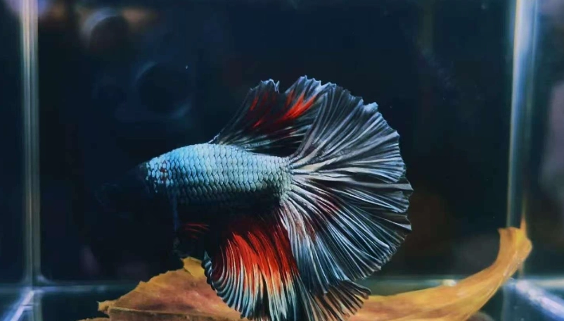 鬥魚飼養技巧 鬥魚飼養技巧