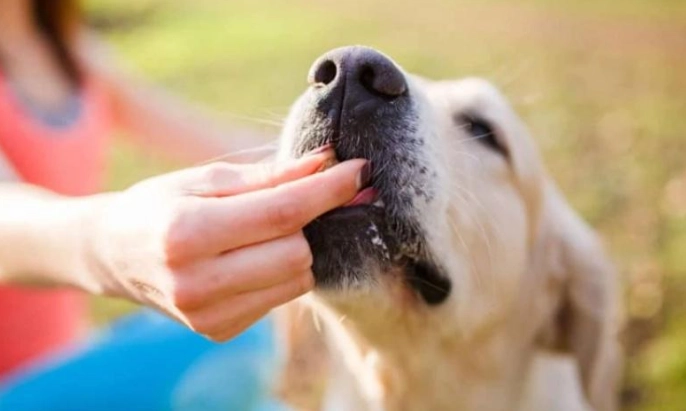 狗吃豆腐 狗吃豆腐
