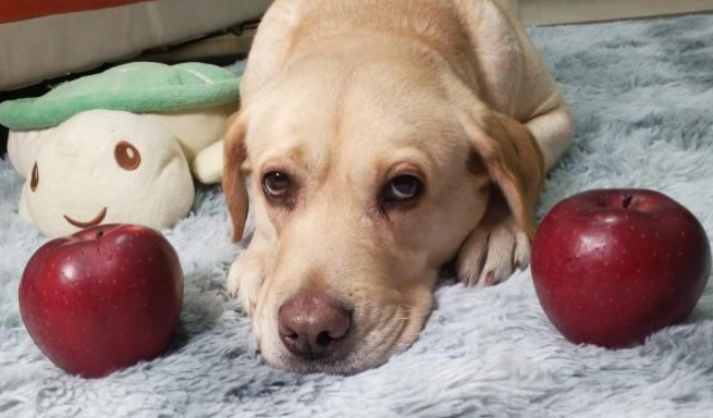 寵物飲食注意事項