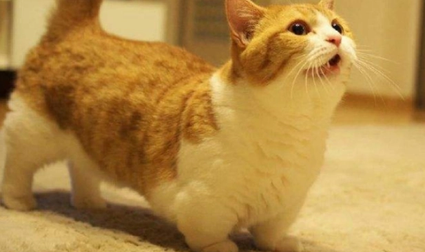 曼赤肯貓領養流程