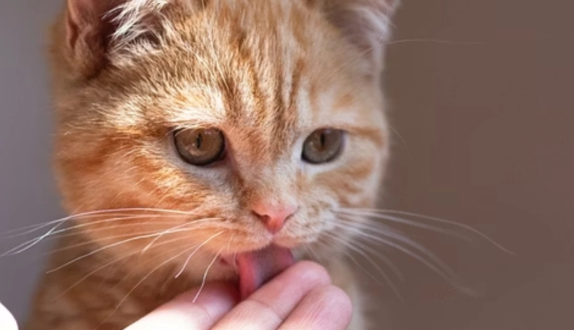 排毛粉劑量建議