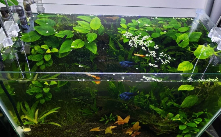 斗鱼饲养环境 斗鱼饲养环境