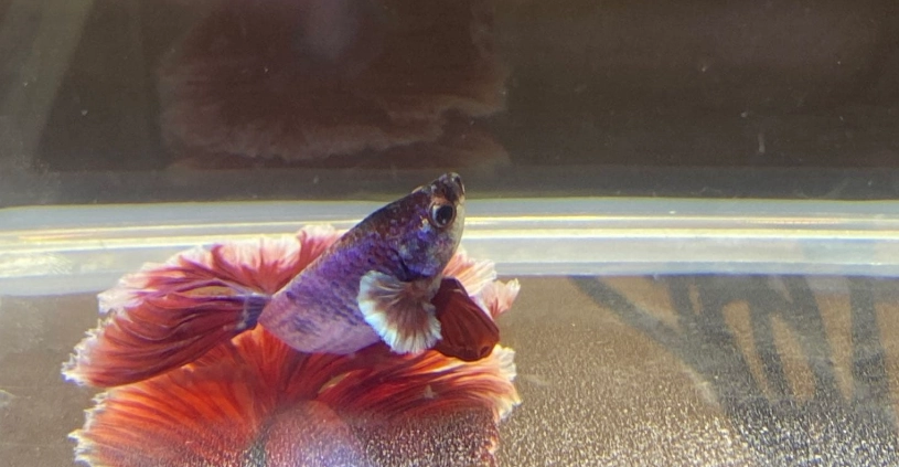 鬥魚睡覺沉底原因 鬥魚睡覺沉底原因