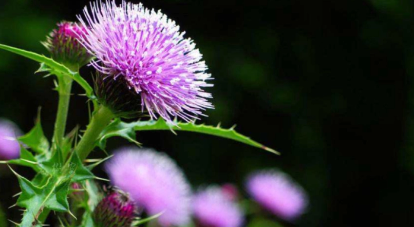 水飛蓟禁忌人群 水飛蓟禁忌人群