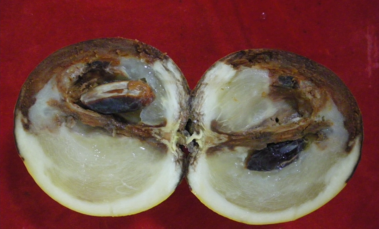 黃金果變黑 黃金果變黑