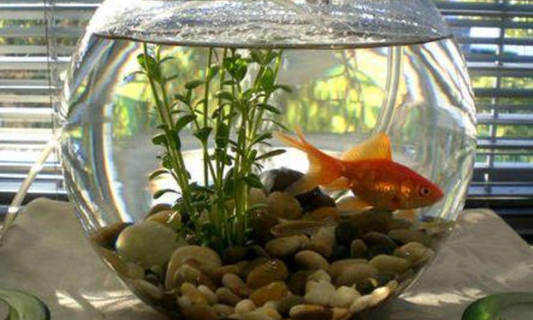 辦公室養魚風水