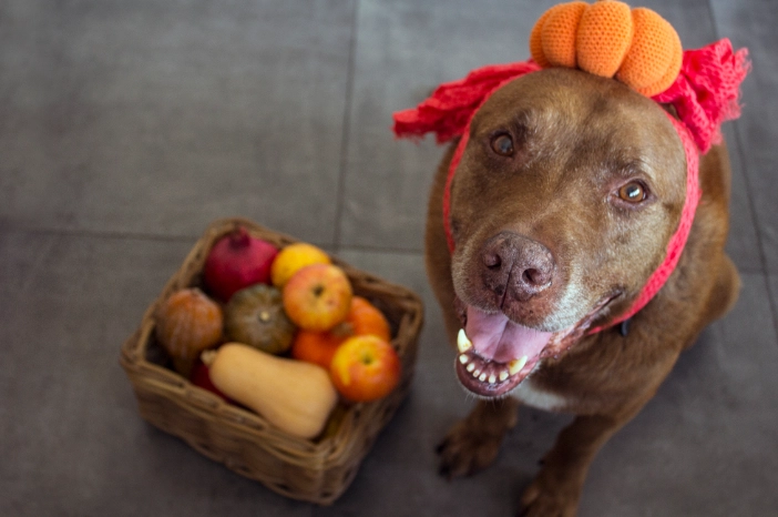 柚子對狗的影響