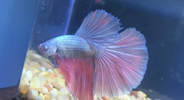 鬥魚睡覺沉底原因 鬥魚睡覺沉底原因