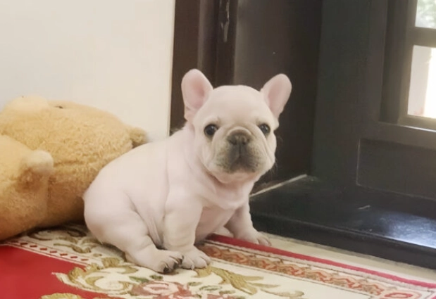 法鬥飼養費用 法鬥飼養費用