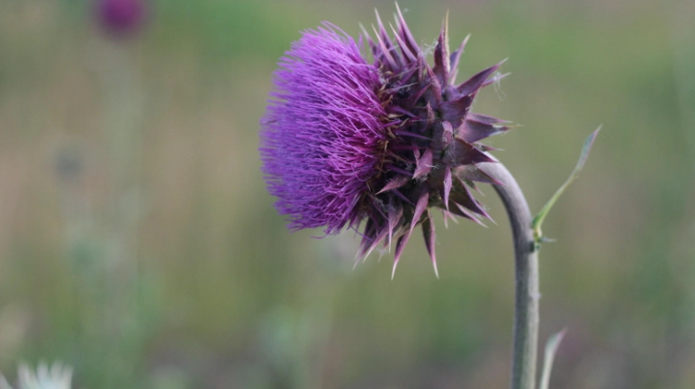 奶薊草護肝 奶薊草護肝