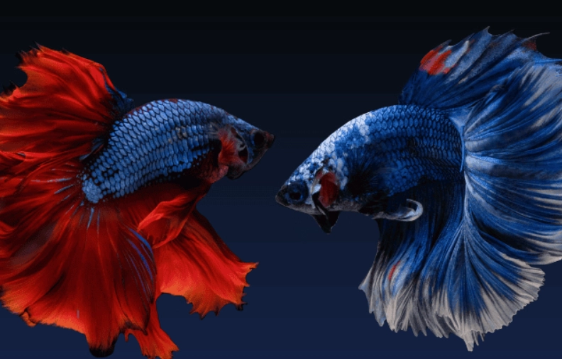 鬥魚壽命 鬥魚壽命