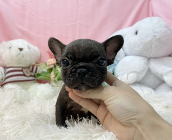 法鬥飼養費用 法鬥飼養費用