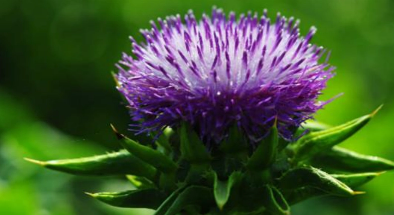 水飛蓟禁忌人群 水飛蓟禁忌人群