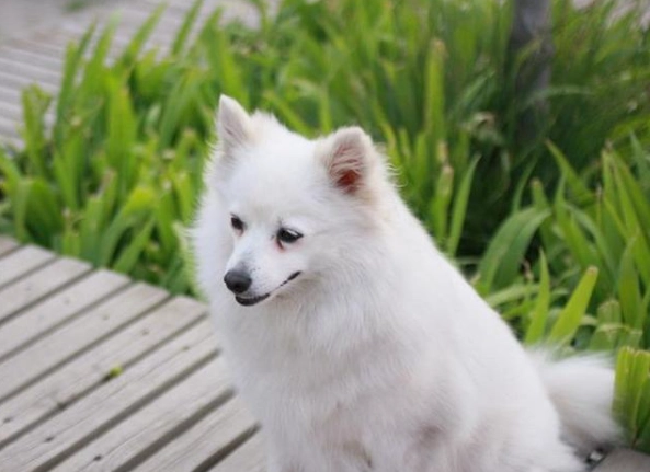 狐狸犬健康風險 狐狸犬健康風險