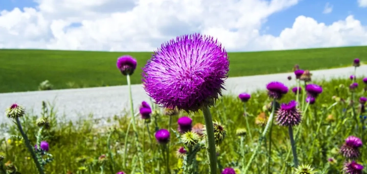 水飛薊保肝功效 水飛薊保肝功效
