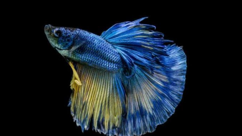 鬥魚養殖方法 鬥魚養殖方法