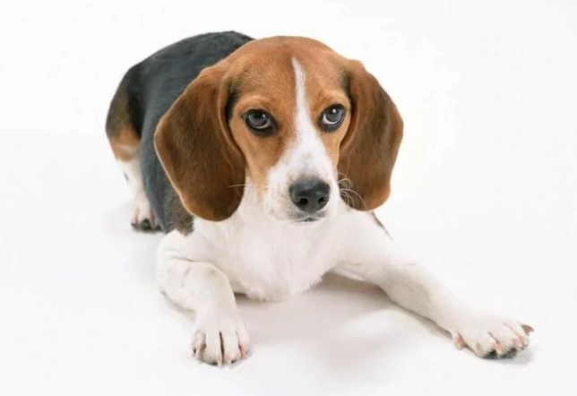 大耳狗健康 大耳狗健康