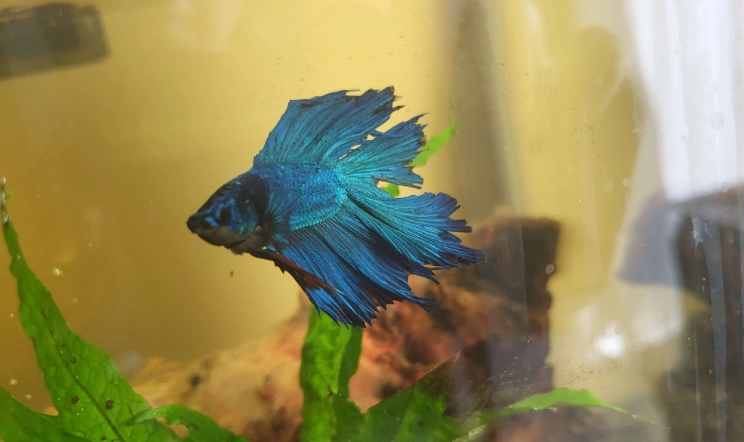 鬥魚生病症狀 鬥魚生病症狀