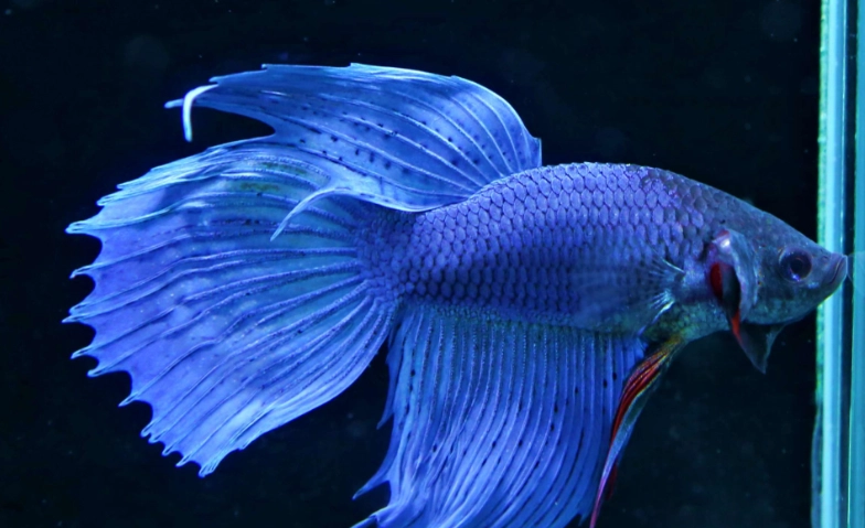 鬥魚壽命影響因素 鬥魚壽命影響因素