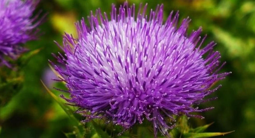 水飛蓟副作用 水飛蓟副作用