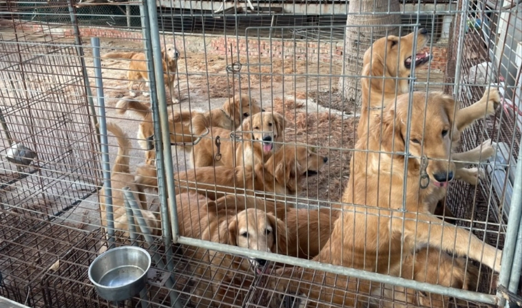 領養黃金獵犬流程 領養黃金獵犬流程