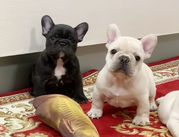 法國鬥牛犬價錢 法國鬥牛犬價錢