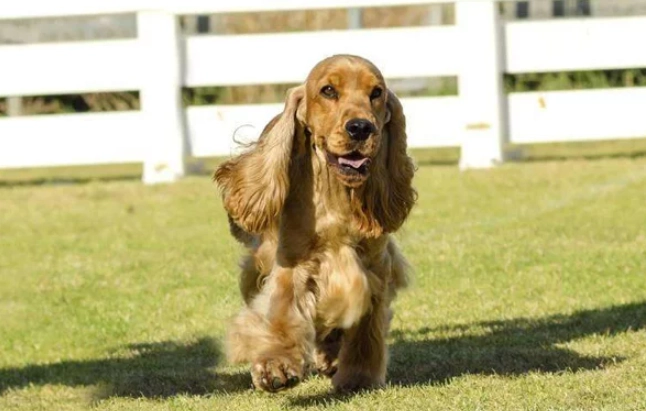 大耳狗健康 大耳狗健康