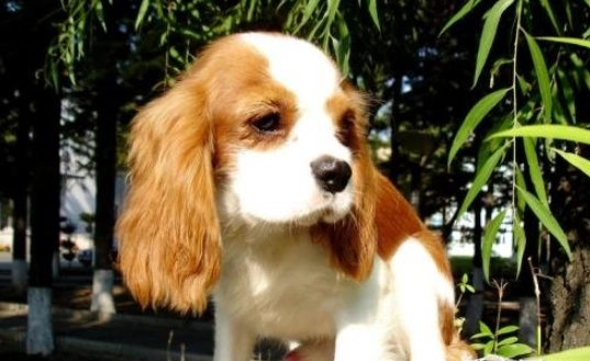 大耳狗飼養 大耳狗飼養