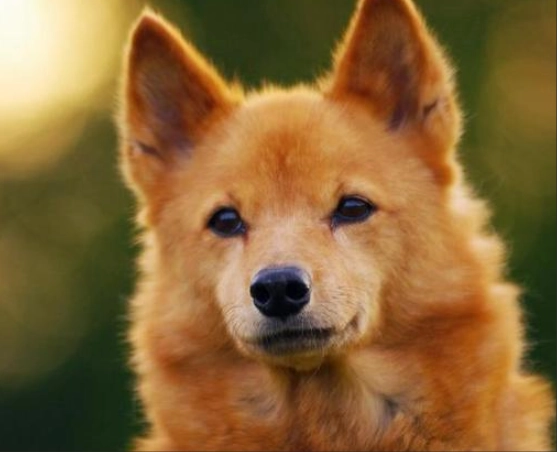 狐狸犬健康風險 狐狸犬健康風險