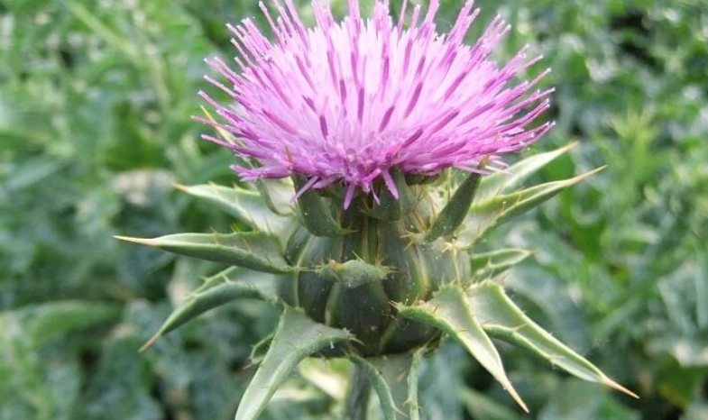 奶薊子護肝 奶薊子護肝