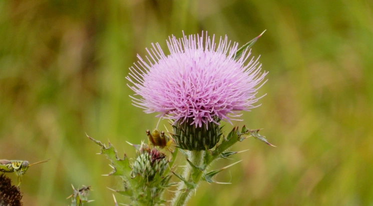 小薊止血 小薊止血