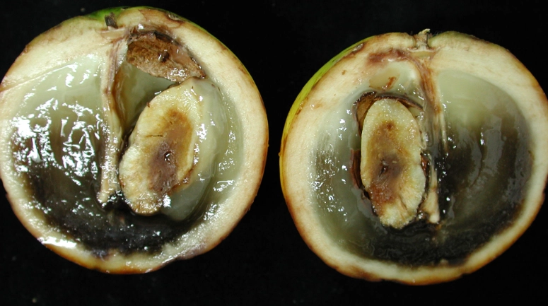 水果變黑處理 水果變黑處理