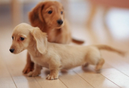 大耳狗飼養 大耳狗飼養