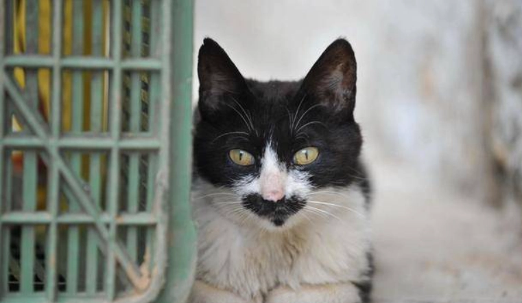 流浪貓領養流程