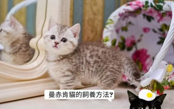 曼赤肯貓領養流程