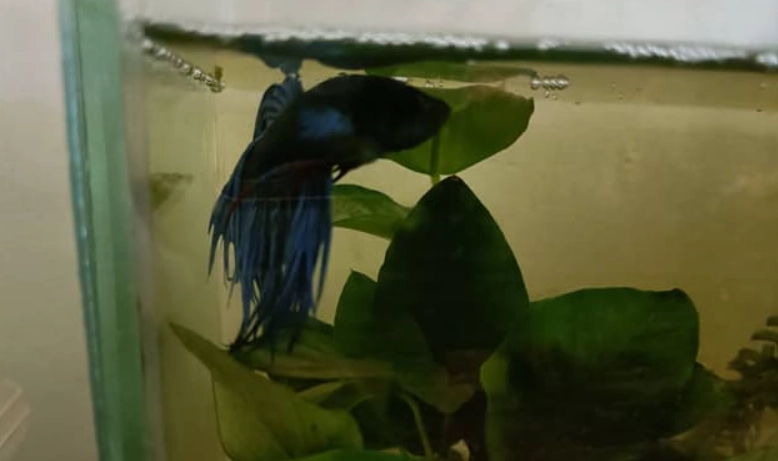 鬥魚護理指南 鬥魚護理指南