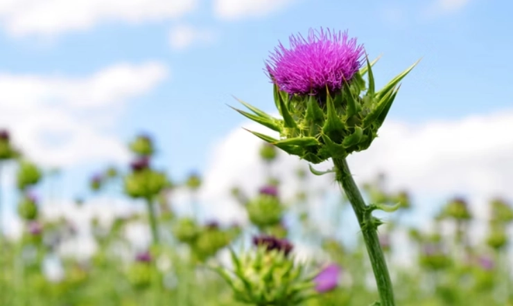 奶薊草副作用