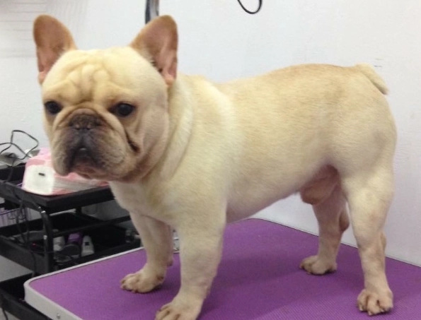 法國鬥牛犬價錢 法國鬥牛犬價錢